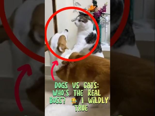 Dogs vs Cats: Who’s the Real Boss?  | Wildly True  #funny #funnyanimals #shorts  #funnydogs #pets