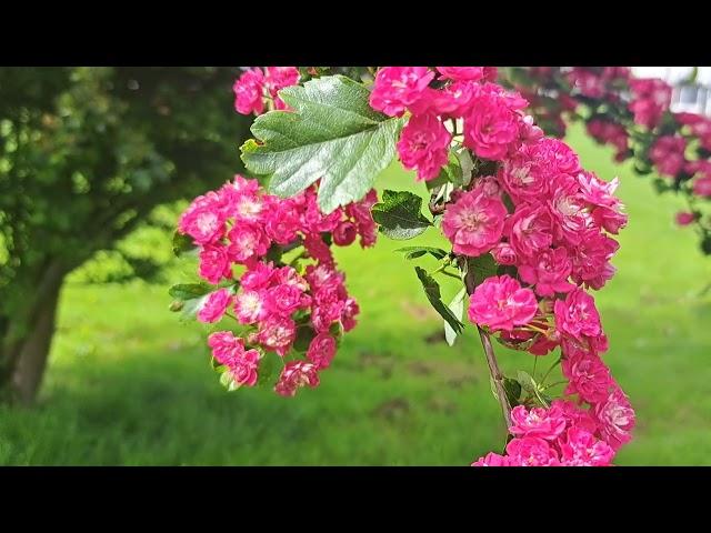 Hawthorn Tree In Blossom (CRATAEGUS LAEVIGATA ROSEA) #nature #flowers #blossom #beautiful