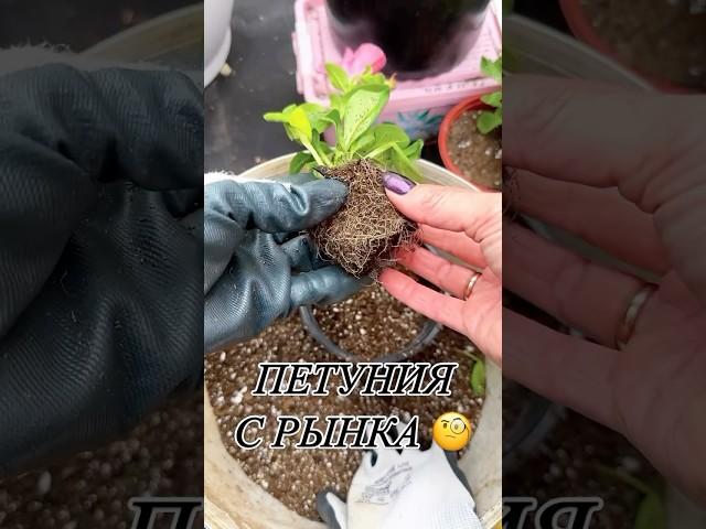 Что делать с петунией после покупки ? #петунии