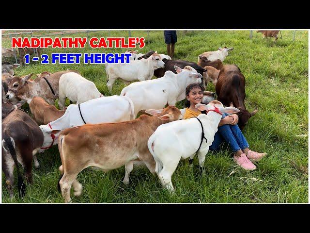 Cows in my farm  #free #youtube #lovely #yt #viral #pets #reels #tiktok #flute #miniature #punganur