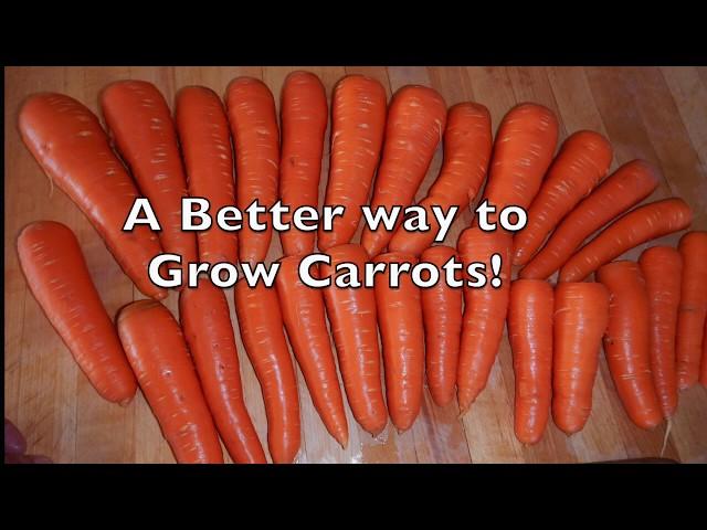 How to Sow Carrot Seeds