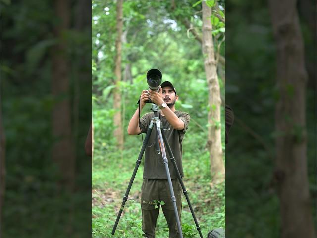 Amazing Tripod For Wildlife Photography #short #shortvideo #wildlife #tripod #photography #nature