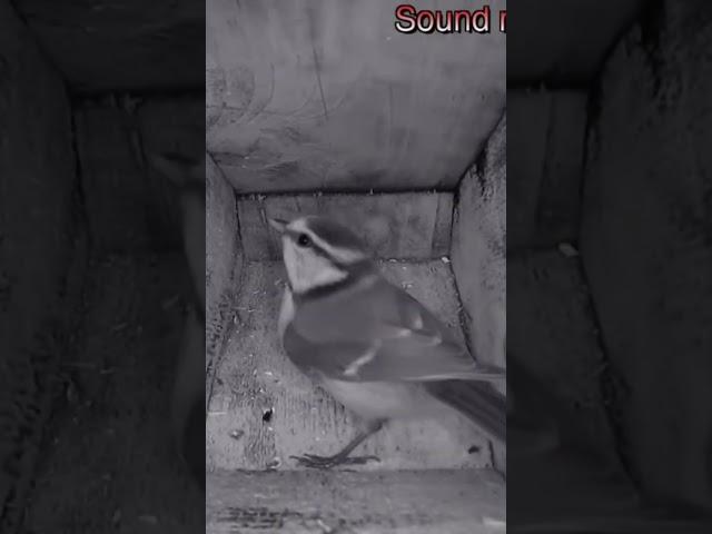 Blue tit is home for the night