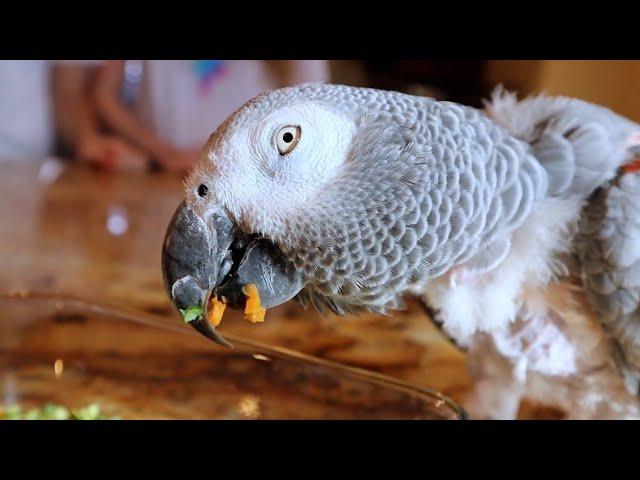 8 Minutes of Parrots Eating  Bird Food Compilation