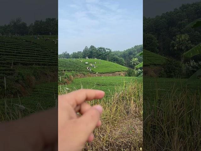 Thu hái bãi trà siêu to khổng lồ. #chè thái nguyên #chè la bằng #chè sạch