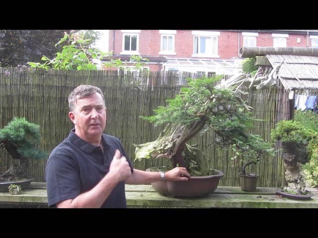 Yew Bonsai Techniques Part 1