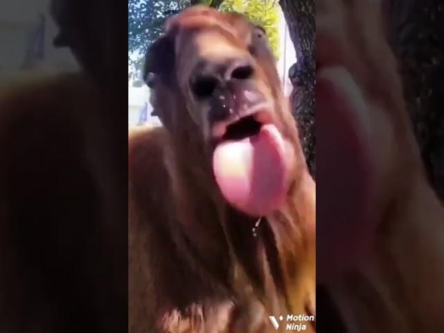 pgal krti h tuu morrni shi Chaal  #comedy #viralvideo #now