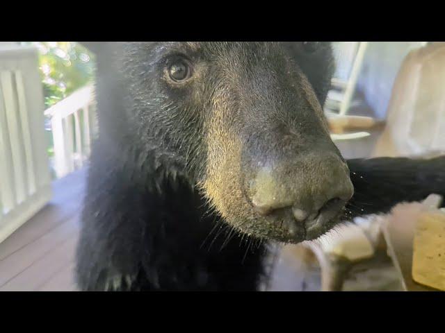 Bear Ruby and Crew — Pandemonium