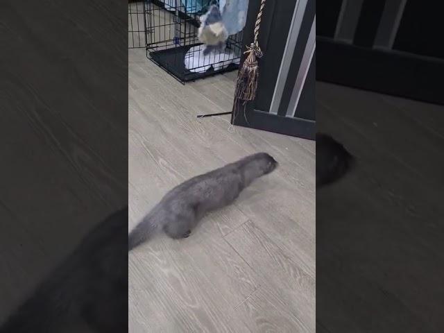 #домашниеживотные #pet #mink #норка #американскаянорка #норканешуба