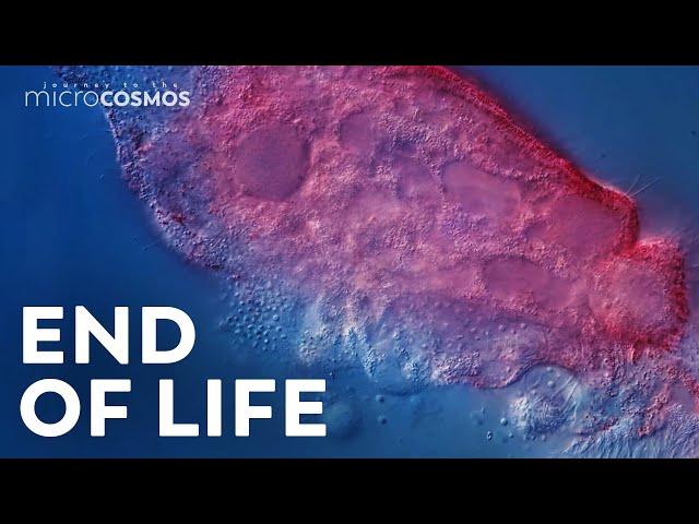 A Microscopic Tour of Death | Compilation