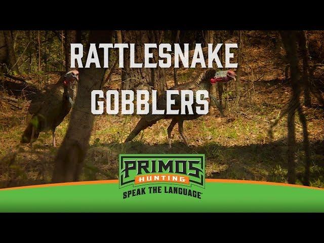 Rattlesnake Gobblers -We're Back Where Our Turkey Hunts Began! -Primos Truth About Hunting Season 19