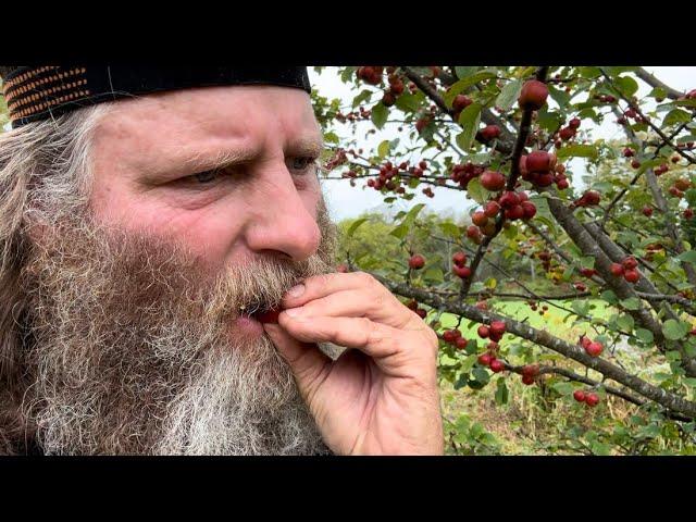 So Lucky! Found some fruit trees I didn’t know I had. DR Brush Mower workout!