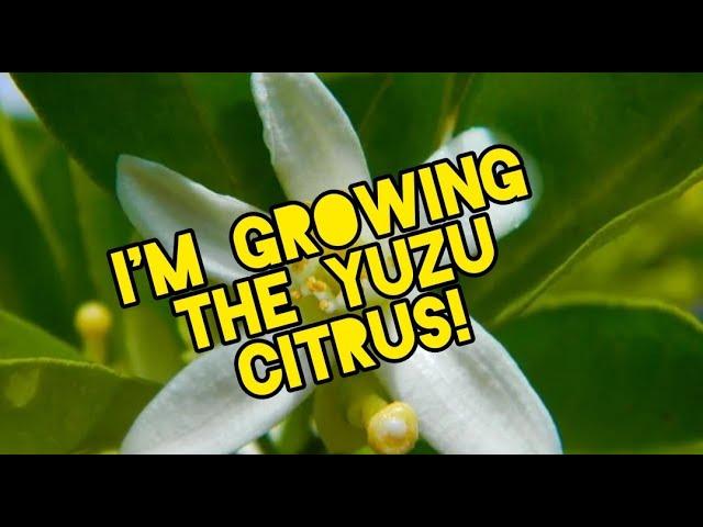 Growing a Yuzu Citrus!