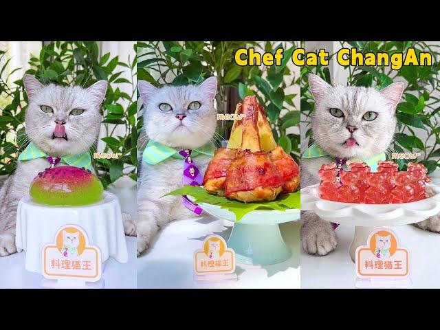 Chef Cat’s NEW FOOD Recipes Are Full Of Surprises!|Cat Cooking Food|Cute And Funny Cat