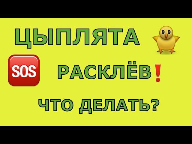 Расклёв у Цыплят! Что Делать. Больше Информации в Описании