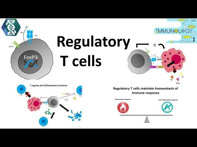 Regulatory T cells