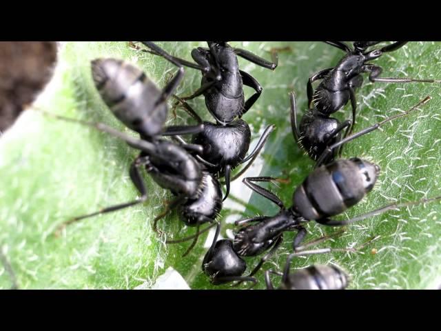 Camponotus vagus: Spring awakening