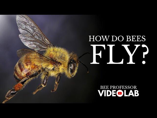 How Do Bees Fly? Unraveling The Secrets Of Bee Flight