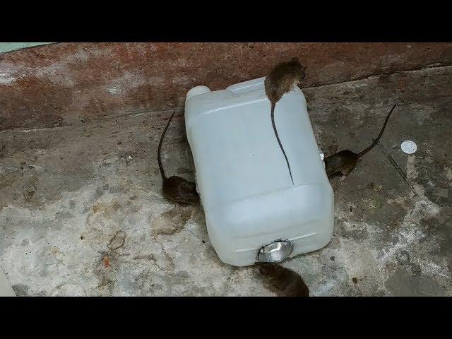 Gallon Mouse Trap,The best mouse trap I've ever seen,How to make a mouse trap homemade