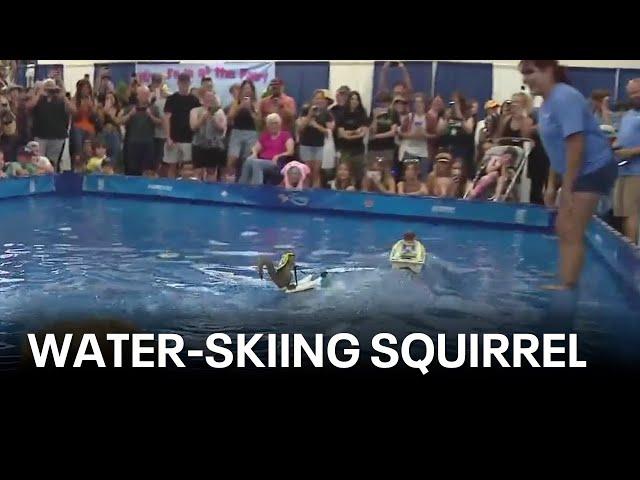 Water-skiing squirrel stars at 2024 Sonoma County Fair | KTVU