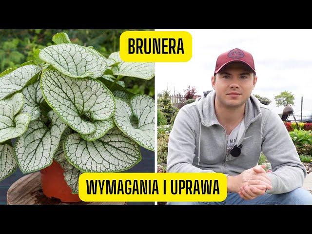 Brunera - wymagania i uprawa kaukaskiej niezapominajki (roślina o niesamowitych liściach do cienia)