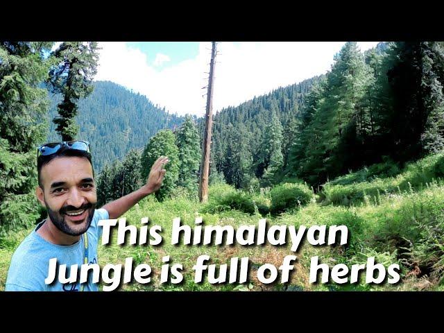 Trekking in a Himalayan Jungle full of herbs || Life in Himalaya