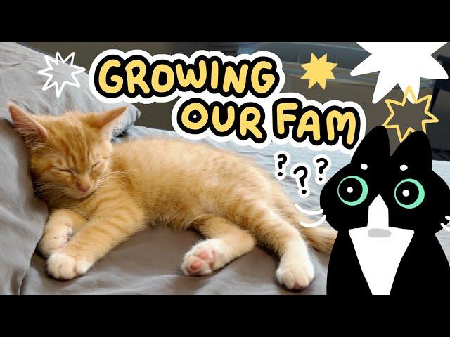 ART VLOG  we adopted another cat! | self employed illustrator