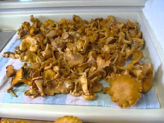 2013 Chanterelle haul