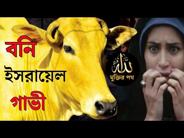 সূরা বাকারার গাভীর ঘটনা মুসলমান ভূলে গেলেও ইয়াহুদীরা মনে রাখছে | মুক্তির পথ