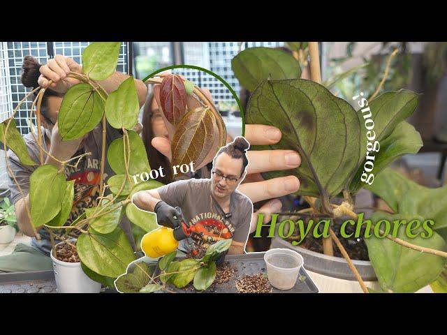 potting mix upgrade, trellising mistake & thoughts on the future of my Hoya collection | Hoya chores