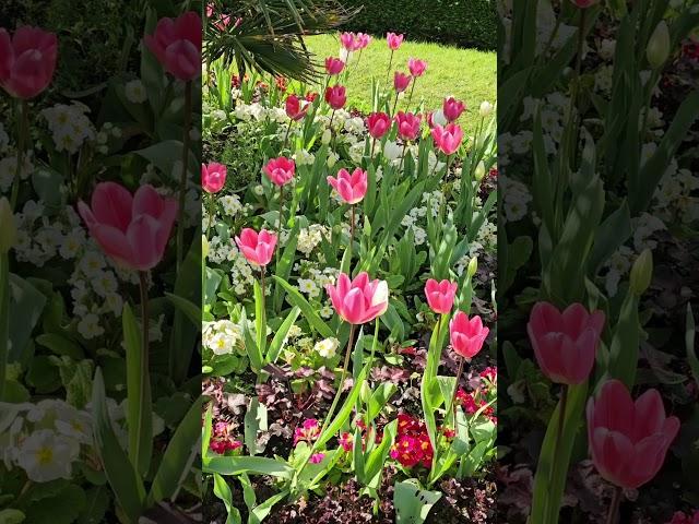 Pink Tulip s from Regent's Park,  London,  April 2024