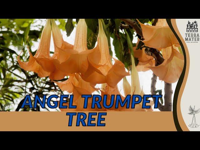 Experiencing The Enchantment Of The ANGEL TRUMPET TREE | Blooms For Your Garden (Brugmansia spp.)