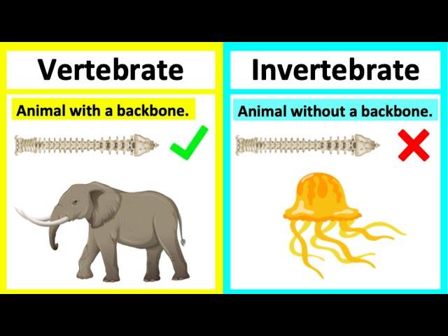 Vertebrate vs invertebrate | Types of animals | What's the difference?