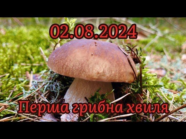 2.08.2024 Перша грибна хвиля розпочалась. Білі гриби та боровики в серпні