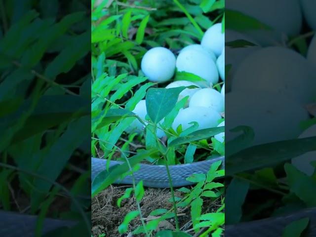 found snake egg #village_cooking #primitivelife #primitivevillagelife #mukbang  #primitivevillsgetc