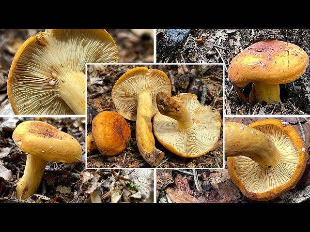 Milchbrätling Verwechslung | Birnenmilchling, Birnenröstling, Brotmilchling | Lactifluus volemus