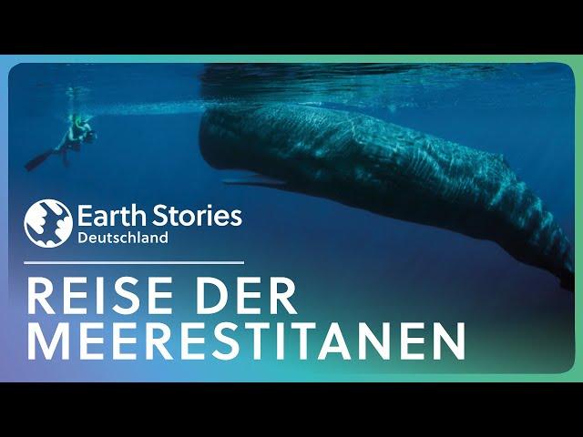 Doku: Pilgerstätte der Blauwale | Earth Stories Deutschland