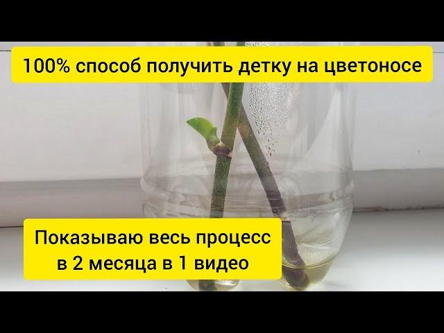 How to get a baby orchid on a flower stalk | I show the whole process in 2 months in one video