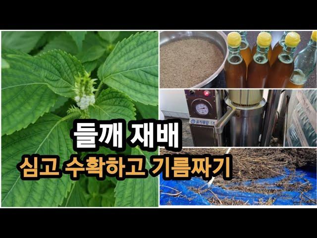 들깨농사 모종심기부터 수확해서 들기름짜고 기피내기/ 안성주말텃밭/ 텃밭농사