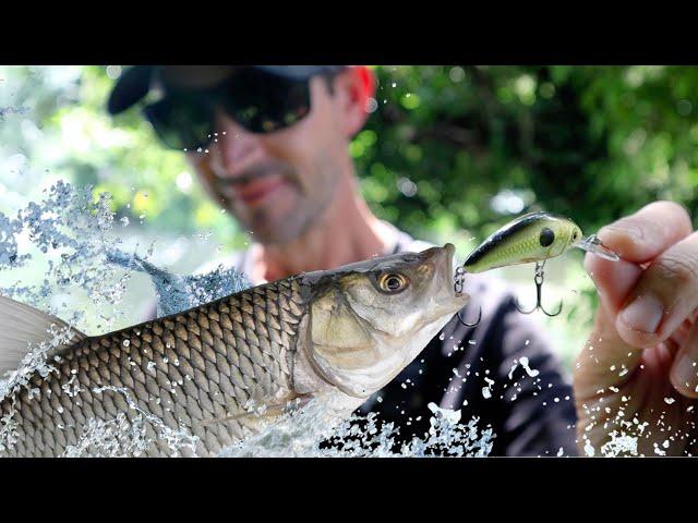 Better than real bait? Epic lure fishing for chub with Nick Marsh | Learn how to catch chub on lures