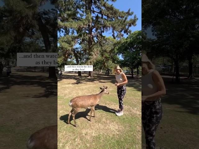 Bowing deer in Nara, Japan  #narajapan #traveljapan #japantravel #japanvlog #japantrip #japanlife