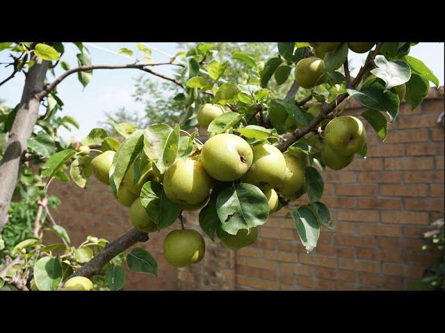 2024 Asian Pears Series Ep. 05 - Lots of Pears