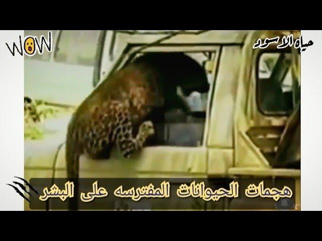 هجمات الحيوانات المفترسه على البشر هجمات النمور والأسود على البشر Attacks of predators on humans