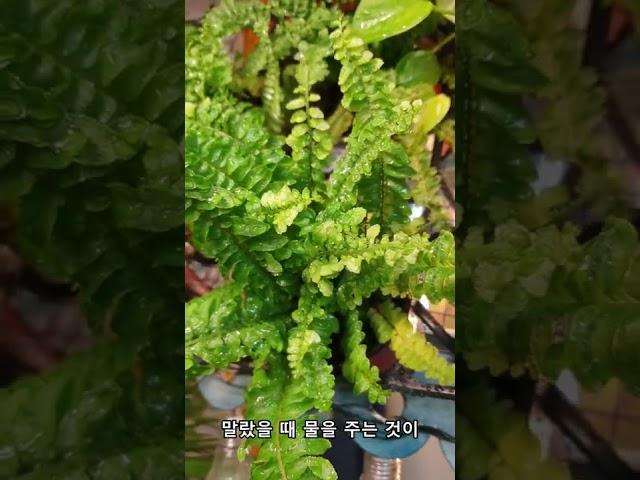 보스턴고사리 키우기 핵심 정리!! #shorts