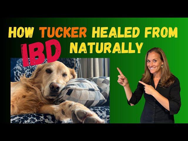 How this pet parent healed her dog’s IBD naturally - Holistic Vet Advice