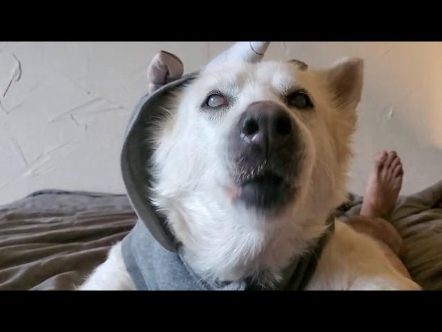 Guess who's back | Blind Husky Ivy dresses up and shares her thoughts