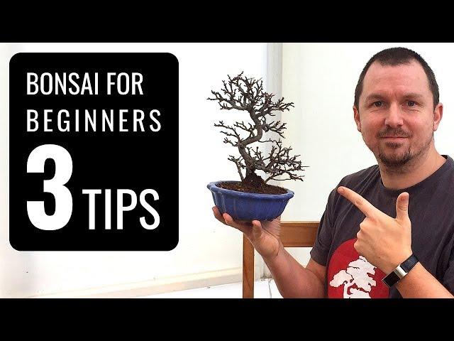 Bonsai Trees for Beginners: 3 Tips for Starting into Bonsai