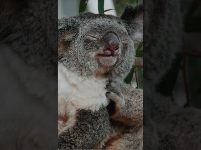 Cuteness Overload: Adorable Koalas in Action!