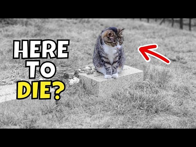 Do Cats Run Away From Home to Die? The Disturbing Truth