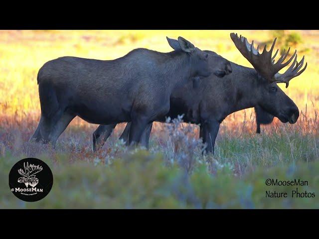 Huge Bull Moose and His Love Crazed Cow(s) | MooseMan Video Photography Calendar